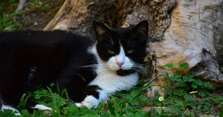 Kucing Entah Bagaimana Menemukan Jalan Pulang Sejauh 250 Kilometer, Setelah Lima Bulan Kemudian