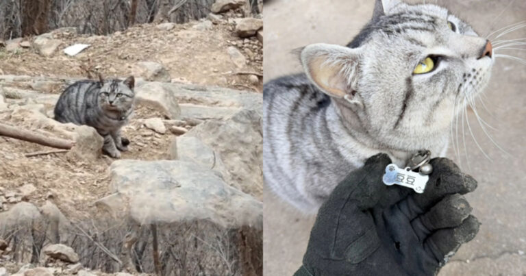 Kucing Paling Putus Asa di “Lereng Keputusasaan” di Henan Menjadi Viral di Daratan Tiongkok 