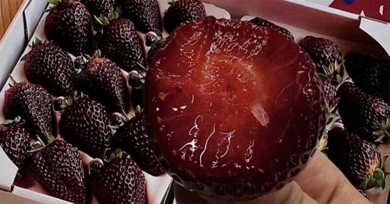 Stroberi “Black Pearl” Baru Memicu Kegilaan Makanan di Media Sosial