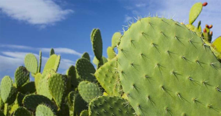 Kisah Inspiratif: Daun Kaktus