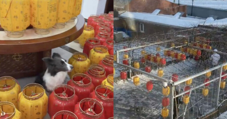 Tahun Baru Imlek 2026 Tiba ! Video Anjing Diam-Diam Belanja Online 100 Lentera, Pemiliknya Sampai Tercengang Hingga Butuh 2 Hari Memasangnya