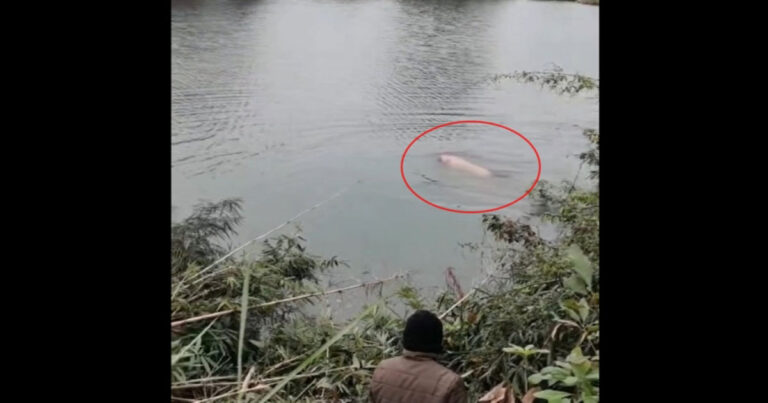 Detik-Detik Babi Berusaha Kabur dari Penyembelihan Tahun Baru  Imlek di Guangxi, Tiongkok, Lompat ke Kolam dan Berenang Demi Menyelamatkan Diri