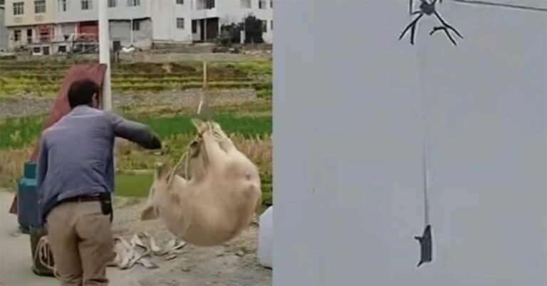 Babi ‘Terbang’ Membuat Seluruh Desa Tanpa Listrik