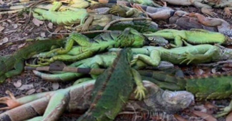 Gelombang Dingin Langka Hantam Florida, Iguana Membeku dan Berguguran dari Pohon