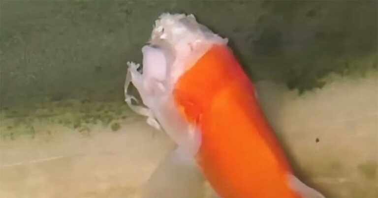Ikan Mas Ajaib Bertahan Hidup Selama Dua Minggu Meskipun Kehilangan Kepalanya