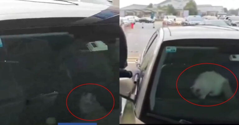 Gokil! Pria Tiongkok Dikunci di Luar Mobil oleh Kucingnya Sendiri Saat Mudik