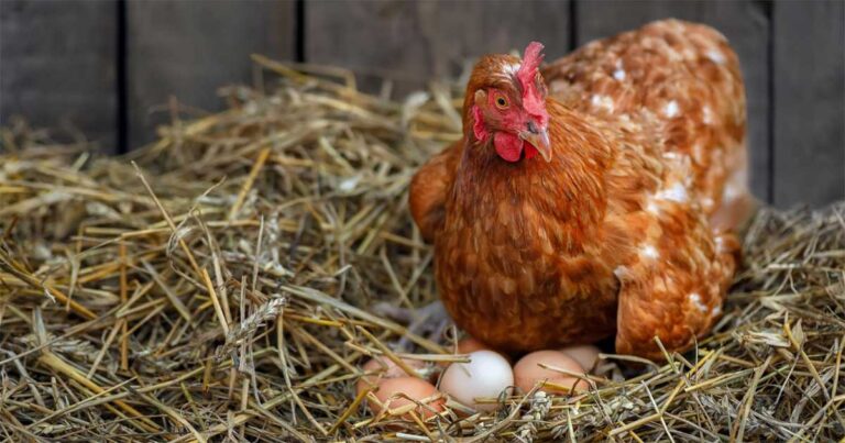 Kecerdikan Seekor Ayam