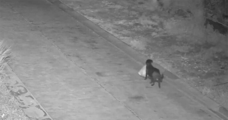 Seorang Pria Diduga Melatih Anjingnya untuk Membuang Kantong Sampah Secara Ilegal di Pinggir Jalan