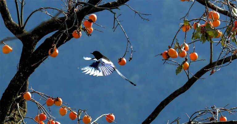 Sisakan Beberapa Buah Kesemek di Pohon