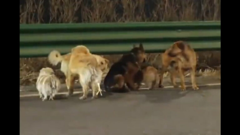 7 Ekor Anjing Dicuri, Berjalan 17 Km Bersama untuk Pulang ke Rumah – Videonya Viral