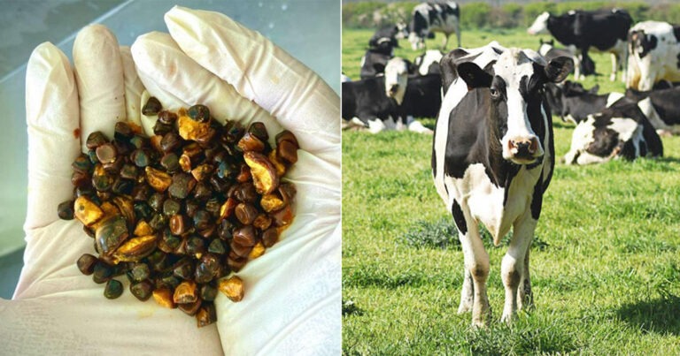 Batu Empedu Sapi Kini Lebih Berharga daripada Emas