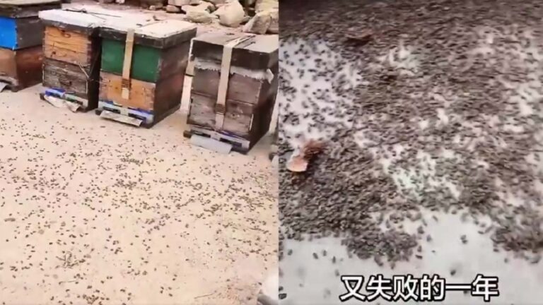 Dampak Buruk Penyemprotan Drone yang Diluncurkan Aparat Tiongkok : Lebah Mati atau Menyerang Permukiman