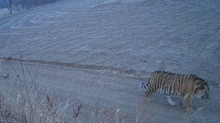 Harimau Siberia Turun Gunung Masuk Desa di Tiongkok, Rekaman Mencekam Terungkap