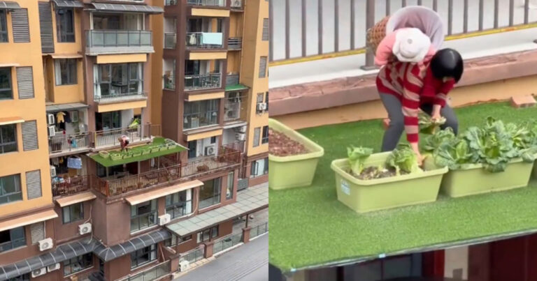 Seorang Nenek Menggendong Anak Kecil Sambil Memetik Sayur di Atap Lantai 3 Bangunan Tinggi, Rekaman Menegangkan Bikin Orang-orang Berkeringat Dingin 