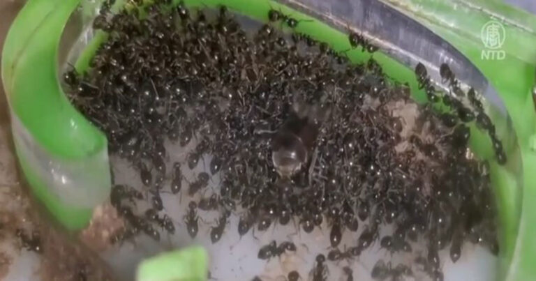 Seorang Pria Penyelundup dari Tiongkok Membawa 2.000 Lebih Semut “Mutiara Hitam” Hidup-hidup ke Pesawat