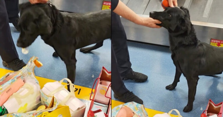Anjing Karantina Temukan Barang Mencurigakan Lalu Langsung Memakannya, Membuat Petugas Bandara “Patah Semangat”