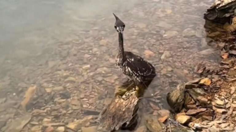 “Burung Paling Misterius di Dunia” Muncul di Danau Qiandao, Zhejiang, Tiongkok, Penampilannya Terlihat Garang