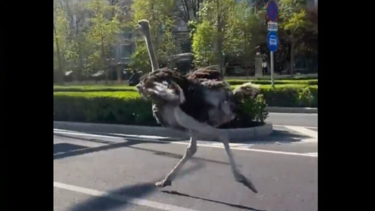 Burung Unta Raksasa Tiba-tiba Berlari di Jalanan Beijing, Netizen Ramai Membahas : “Menuju Kebebasan”