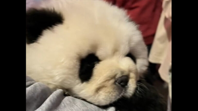 Di Daerah Ini Anjing Dicelup Jadi “Panda” untuk Foto Berbayar, Diduga Giginya Dicabut dan Diberi Obat
