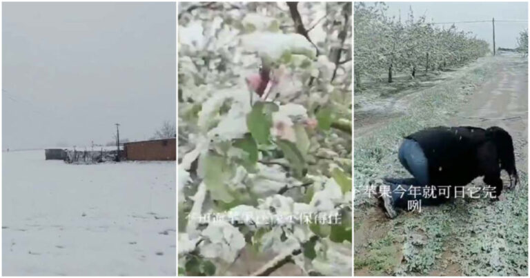 Salju Tiba-Tiba Turun di Banyak Wilayah Shaanxi, Tiongkok,  Petani Menangis: “Tak Ada Jalan Hidup Lagi”