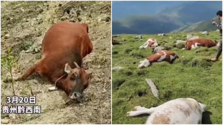 Laporan Menunjukkan Drone di Guizhou, Tiongkok Menyemprotkan Pestisida di Pegunungan, Membunuh Sejumlah Besar Ternak 