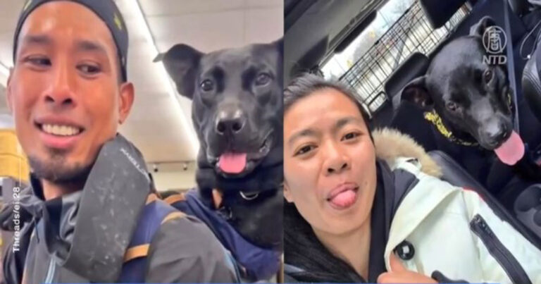 Pertemuan Hangat di Taroko: Perubahan Nasib Seekor Anjing Liar hingga ke Luar Negeri