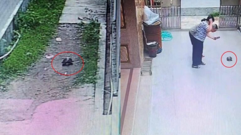Ajaib! Seekor Kura-kura Merayap Jauh Mencari Orang yang Memberinya Makan, Videonya Viral