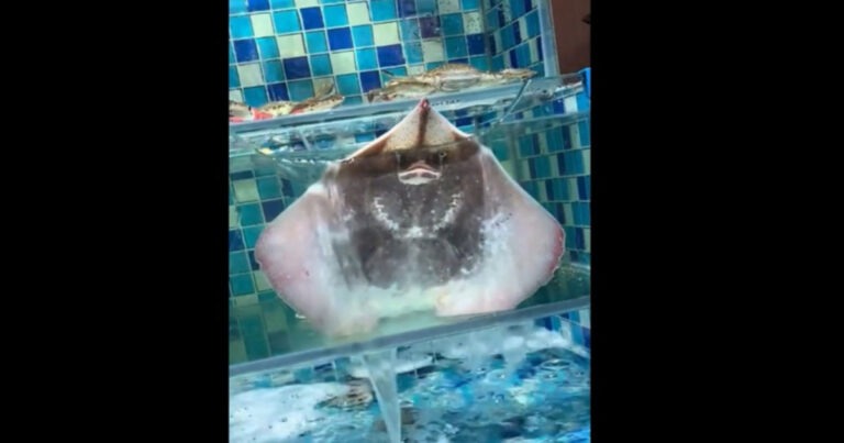 “Ikan Bos” Viral Karena Memercikkan Air Tengah Malam, Jutaan Netizen Minta Dilepas Liarkan