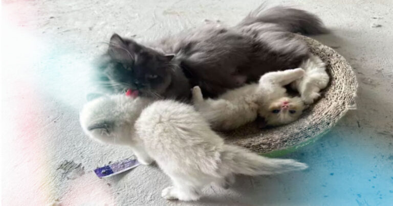 Sebuah Perusahaan Bangkrut karena Hutang, 5 Ekor Kucing Dilelang Pengadilan untuk Membayar hutang