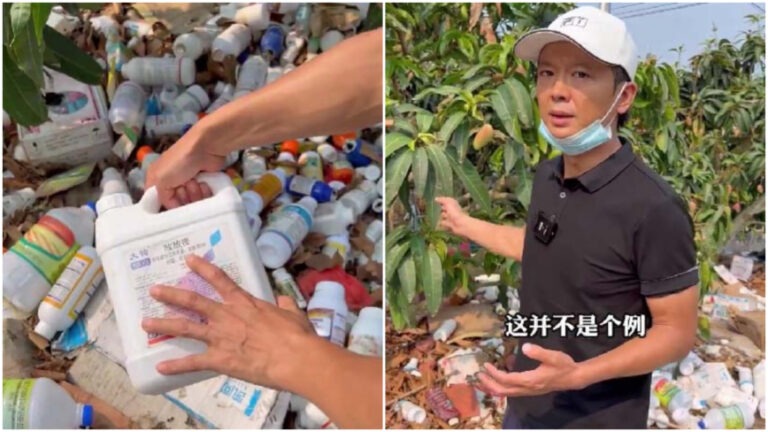 Bukan Hanya Kebun Teh, Kebun Mangga di Tiongkok Juga Dipenuhi Botol Pestisida 
