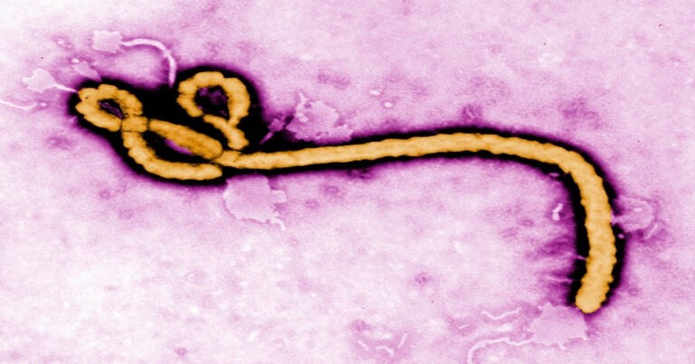 Wabah Ebola Meluas, Diduga Terkait Konsumsi Daging Hewan Liar Hingga AS Perketat Pemeriksaan Perbatasan