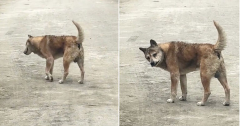 Anjing Berusia 22 Tahun Diduga Menyadari Ajalnya Sudah Dekat, Ia Diam-Diam Meninggalkan Rumah! Kisahnya Mengharukan Banyak Orang