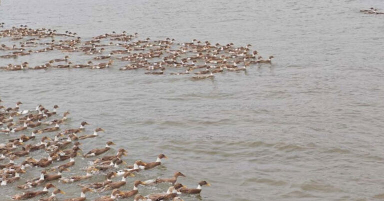 Lebih dari 20.000 Ekor Bebek di Wuhan Hanyut Diterjang Banjir, 2.000 Ekor Ditemukan Mengapung Hingga ke Anhui yang Jaraknya 420 KM