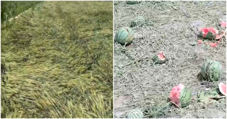 Hujan Es di Hebei, Tiongkok Lebih Besar dari Telur Ayam, Ladang Gandum Roboh dan Semangka Hancur Dihantam Es