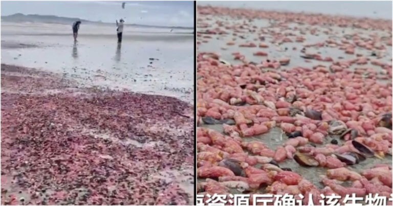 Pertanda Gempa Bumi? Pantai-pantai Thailand Dipenuhi Jutaan Teripang Bak Karpet Merah Muda