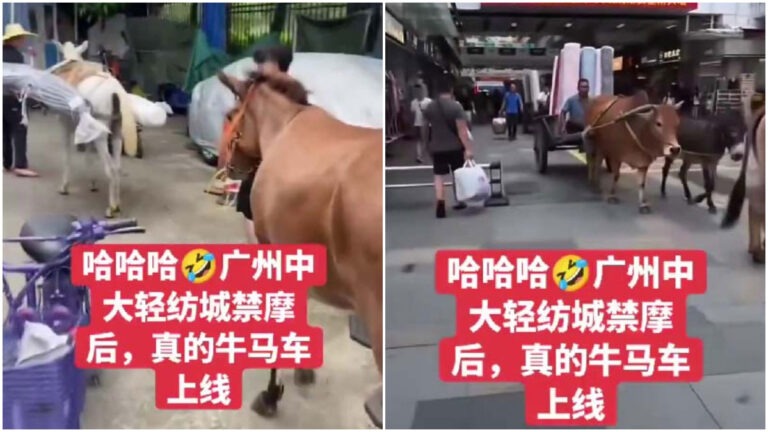 Pasar Tekstil di Guangzhou, Tiongkok Melarang Kendaraan Listrik, Para Pedagang Gunakan Sapi, Kuda, dan Keledai untuk Mengangkut Barang