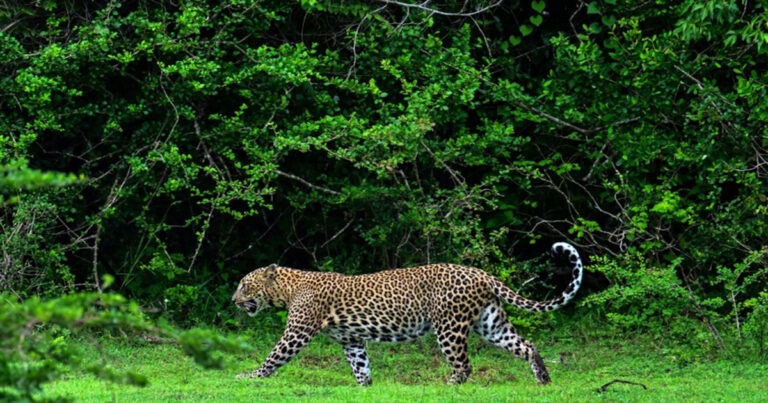 Remaja India Bertarung Melawan Macan Tutul Selama 30 Menit, Hewan Itu Akhirnya Mati
