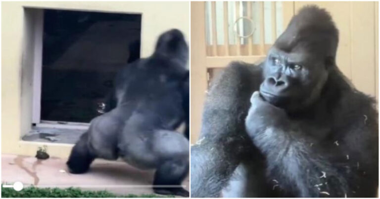 Seekor Gorila Diusir dari Kediamannya oleh Pasangannya, Ekspresi Termenungnya Menjadi Meme Viral 
