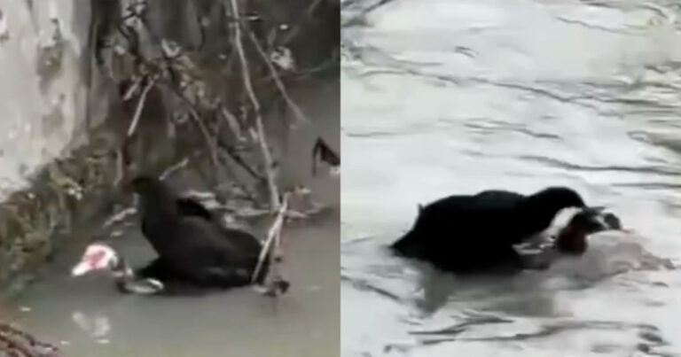 Seekor Ayam Terjebak Banjir, Seekor Bebek Berinisiatif Menyelamatkan dengan Menggendongnya ke Tepi Daratan