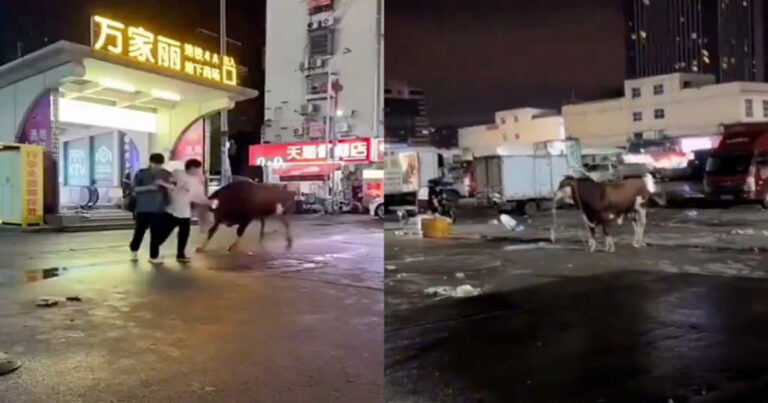 Seekor Sapi Mengamuk di Jalanan Changsha, Hunan, Tiongkok, Menabrak Tiga Orang