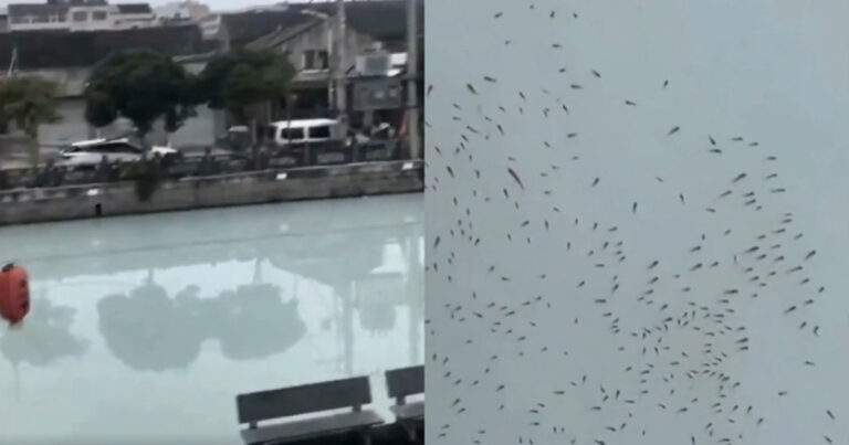 Sebuah Sungai di Zhejiang, Tiongkok Mendadak Berubah Menjadi “Sungai Susu”, Banyak Ikan Mengapung ke Permukaan