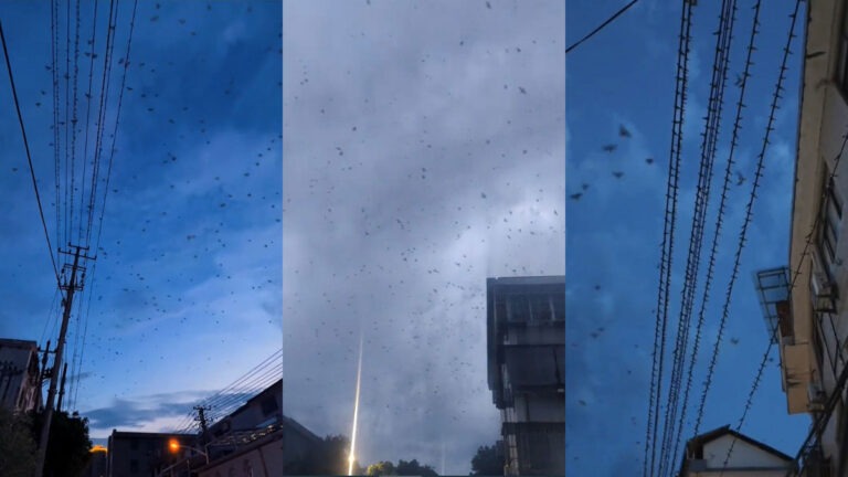 Sejumlah Besar Burung di Zhejiang, Tiongkok Tiba-Tiba Meninggalkan Sarang dan Berputar-putar di Langit 