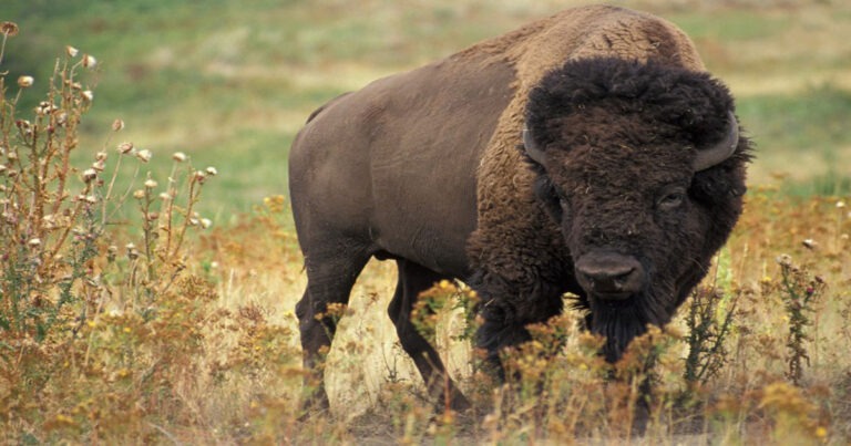Mencekam di Yellowstone! Seekor Bison Mengamuk, Melempar Seorang Lansia ke Udara Hingga Terluka Parah