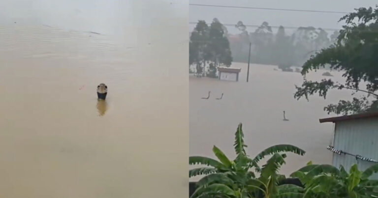 Banjir di Guangxi, Tiongkok Menghancurkan Penangkaran Ular, Ratusan Ular Berbisa Lepas Hingga Menggigit Warga