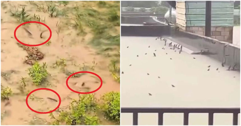 Setelah Banjir Melanda Guangxi, Tiongkok Banyak Ular Bermunculan di Sawah dan Sekitar Rumah