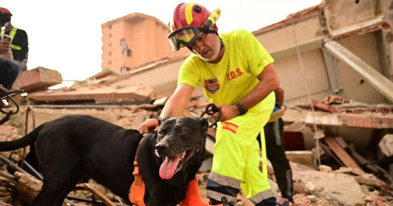 Gempa Dahsyat di Venezuela Tewaskan Lebih dari 3.300 Orang, Lebih dari 100 Anjing Pelacak Berperan Penting dalam Operasi Penyelamatan