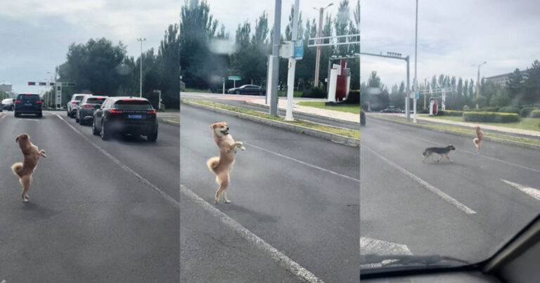 Anak Anjing “Berjalan dengan Dua Kaki” Sambil Menoleh Kiri-Kanan Saat Menyeberang Jalan, Videonya Viral