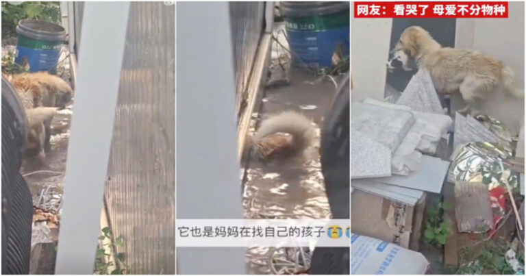 Setelah Hujan Deras di Jinan, Tiongkok, Induk Anjing Menangis Sambil Mencari Anak-anaknya, Videonya Viral 