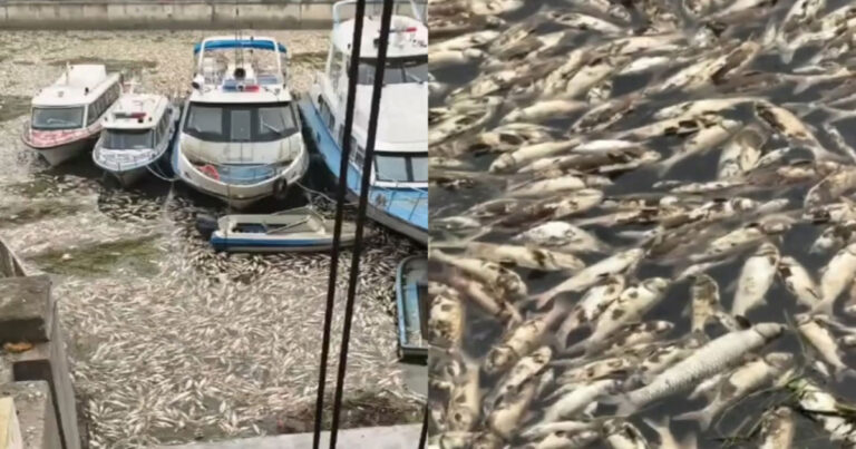 Menggemparkan! Ribuan Ikan Mati Mengapung di Sungai di Henan, Tiongkok, Bau Busuk Menyengat