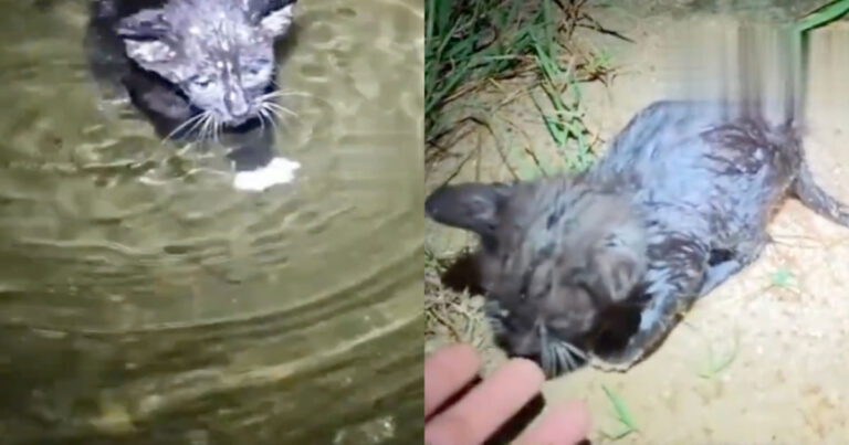 “Berenanglah ke Sini, Aku Akan Membawamu Pulang” — Aksi Nekat Anak Kucing Liar Menyeberangi Arus Deras Bikin Haru